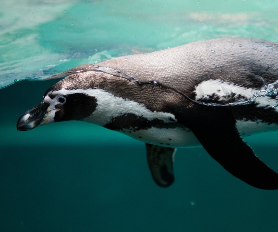 Обои вода, океан, птица, клюв, пингвин, пингвин гумбольдта, water, the ocean, bird, beak, penguin, humboldt penguin разрешение 4288x2848 Загрузить