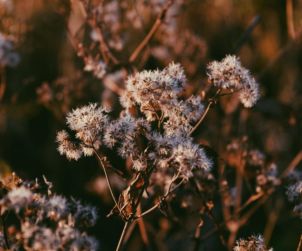 Обои ветка, природа, макро, стебли, растение, сухие, branch, nature, macro, stems, plant, dry разрешение 4897x2755 Загрузить