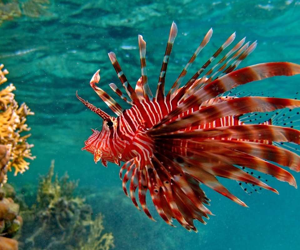 Обои кораллы, рыба, подводный мир, крылатка, рыба лев, крылатка-зебра, corals, fish, underwater world, lionfish, fish lion, lionfish-zebra разрешение 2560x1600 Загрузить