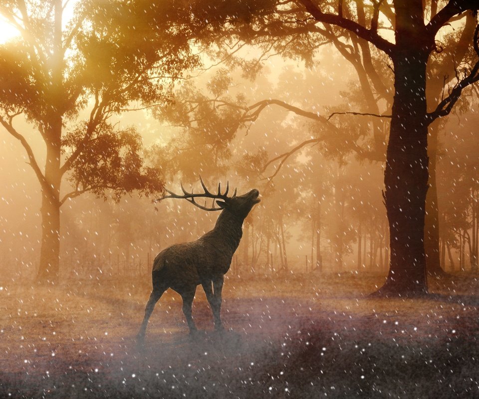 Обои свет, деревья, солнце, лес, олень, рога, light, trees, the sun, forest, deer, horns разрешение 4476x2889 Загрузить