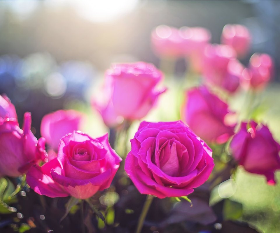 Обои цветы, бутоны, розы, лепестки, размытость, flowers, buds, roses, petals, blur разрешение 5760x3840 Загрузить