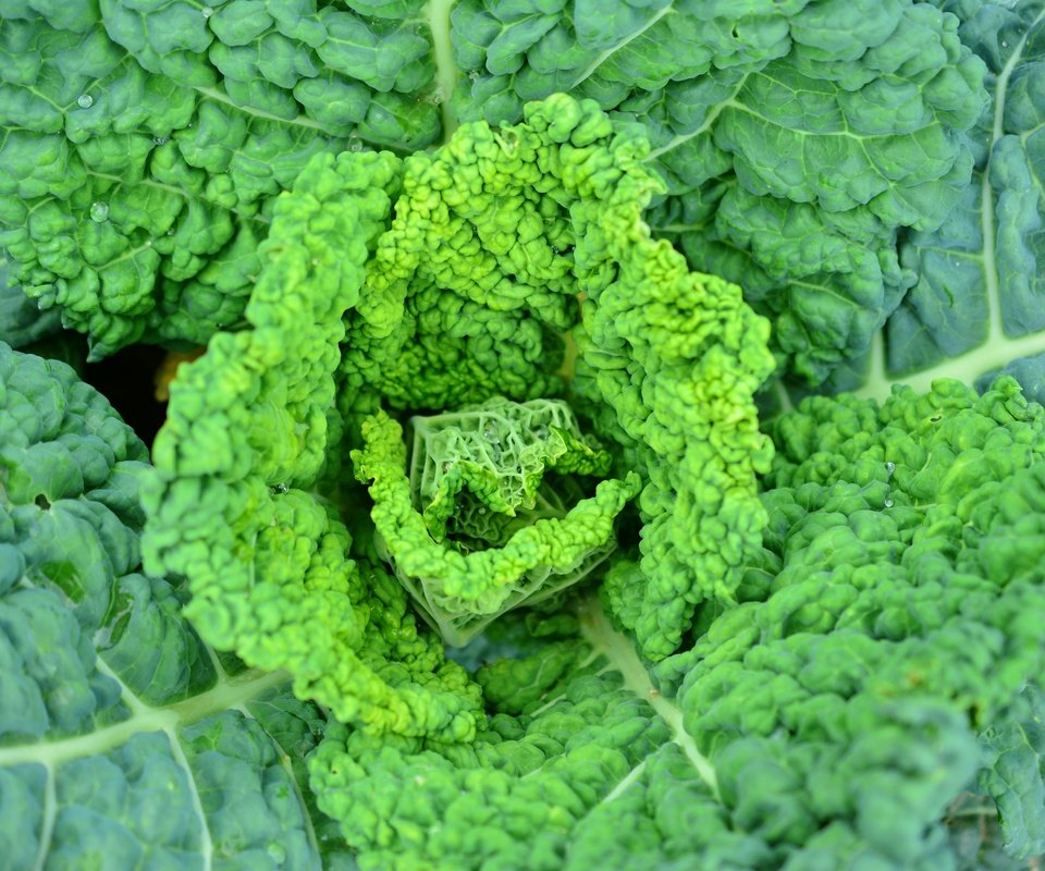 Обои листья, овощи, крупный план, капуста, савойская, leaves, vegetables, close-up, cabbage, savoy разрешение 6000x4000 Загрузить