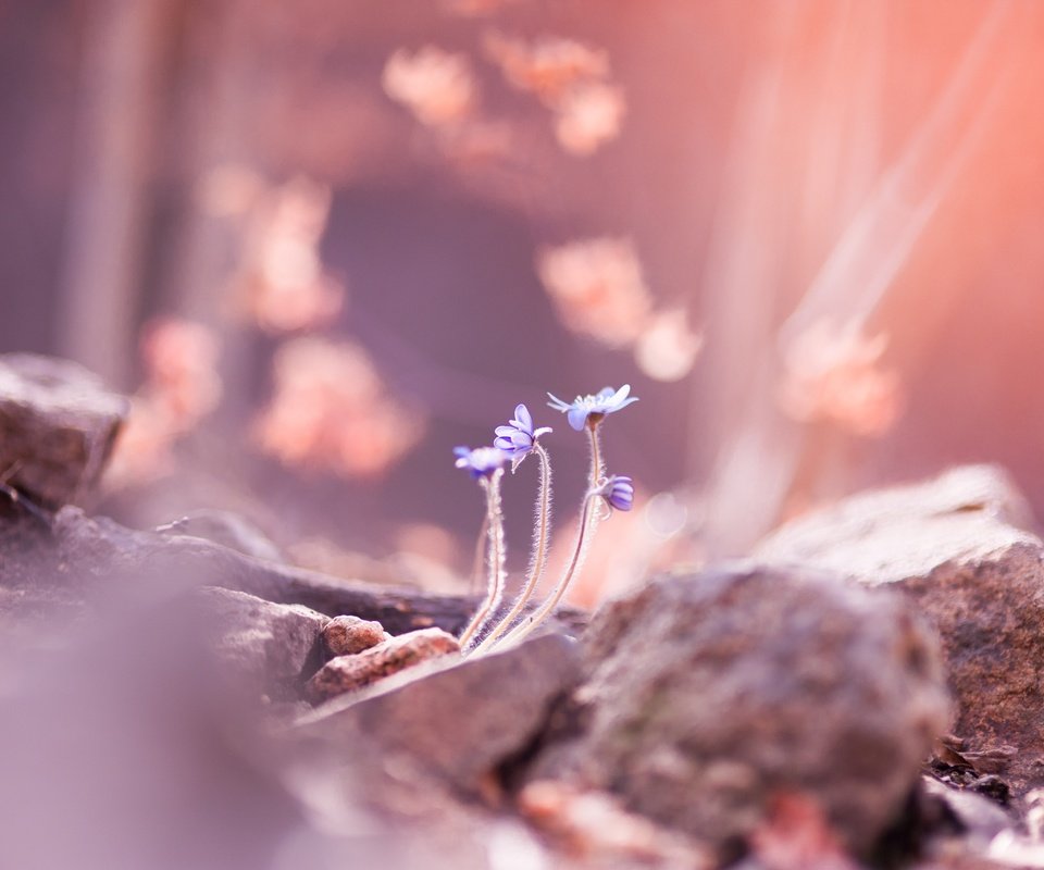 Обои цветы, камни, размытость, весна, flowers, stones, blur, spring разрешение 4256x2832 Загрузить