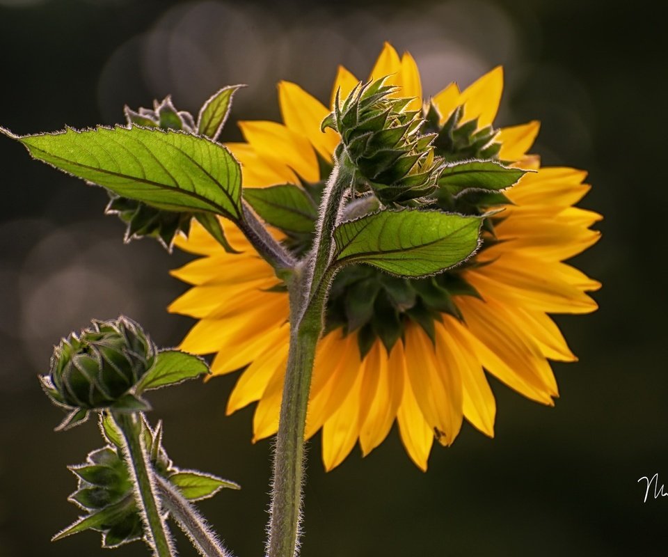 Обои природа, лепестки, подсолнух, подсолнухи, желтые, nature, petals, sunflower, sunflowers, yellow разрешение 2048x1165 Загрузить