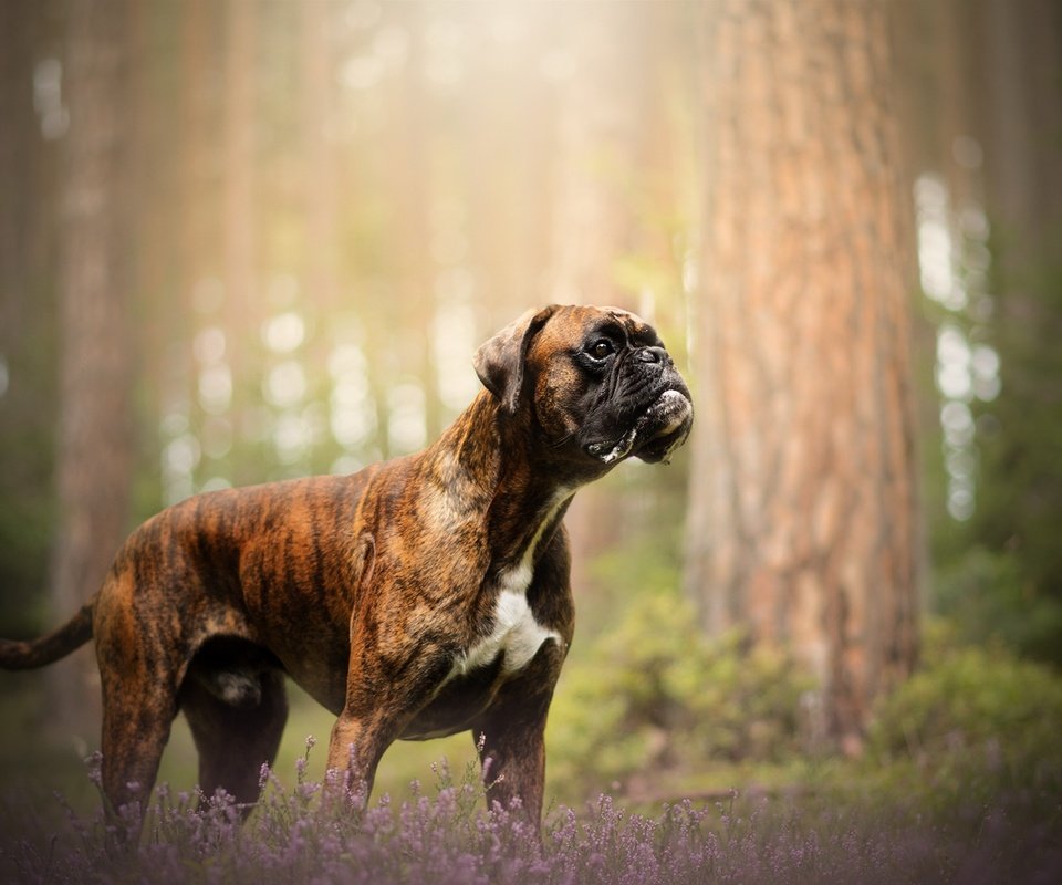 Обои природа, собака, друг, боксер, nature, dog, each, boxer разрешение 2048x1213 Загрузить