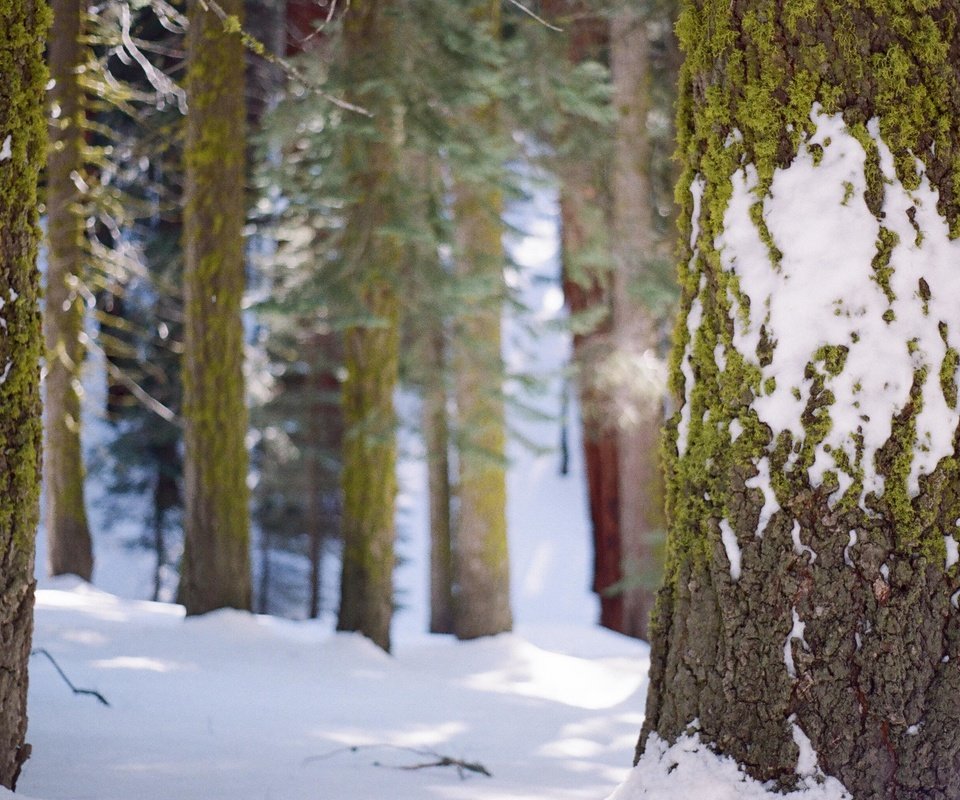 Обои деревья, снег, лес, зима, стволы, мох, кора, trees, snow, forest, winter, trunks, moss, bark разрешение 3089x2048 Загрузить