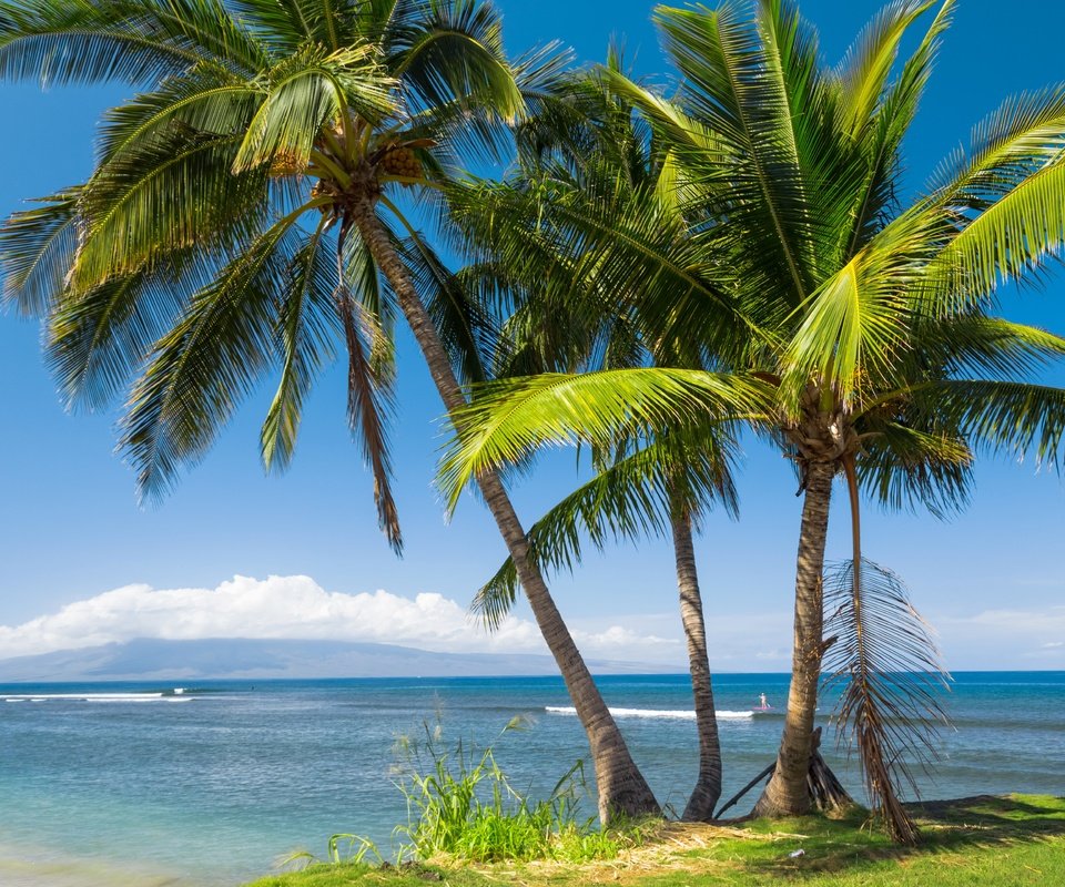 Обои солнце, море, побережье, пальмы, сша, тропики, гавайи, the sun, sea, coast, palm trees, usa, tropics, hawaii разрешение 5760x3840 Загрузить