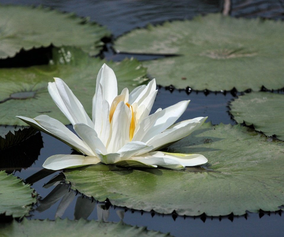 Обои озеро, листья, цветок, лепестки, кувшинка, водяная лилия, lake, leaves, flower, petals, lily, water lily разрешение 4752x3168 Загрузить