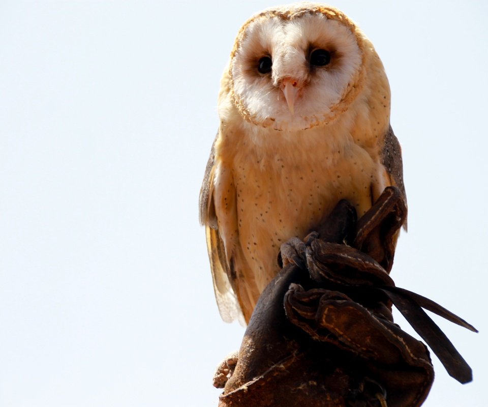 Обои сова, хищник, сидит, птица, белый фон, сипуха, owl, predator, sitting, bird, white background, the barn owl разрешение 4272x2848 Загрузить