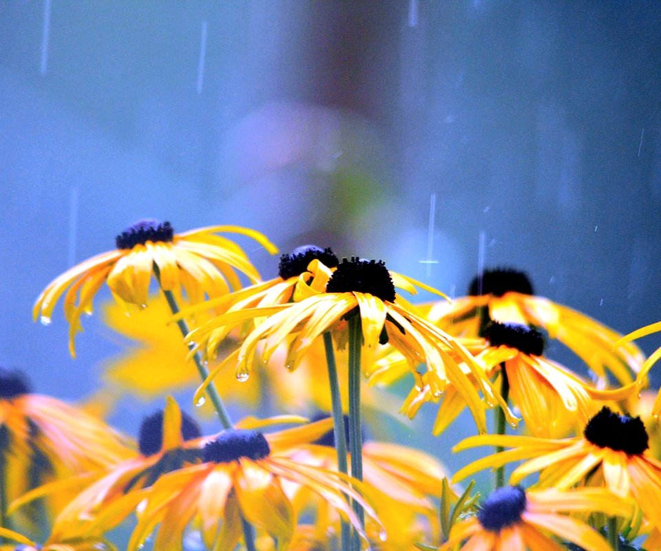 Обои цветы, лепестки, дождь, желтые, капли воды, рудбекия, flowers, petals, rain, yellow, water drops, rudbeckia разрешение 4928x3264 Загрузить