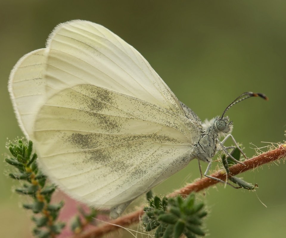 Обои макро, насекомое, бабочка, крылья, растение, белянка, macro, insect, butterfly, wings, plant, belyanka разрешение 2048x1365 Загрузить