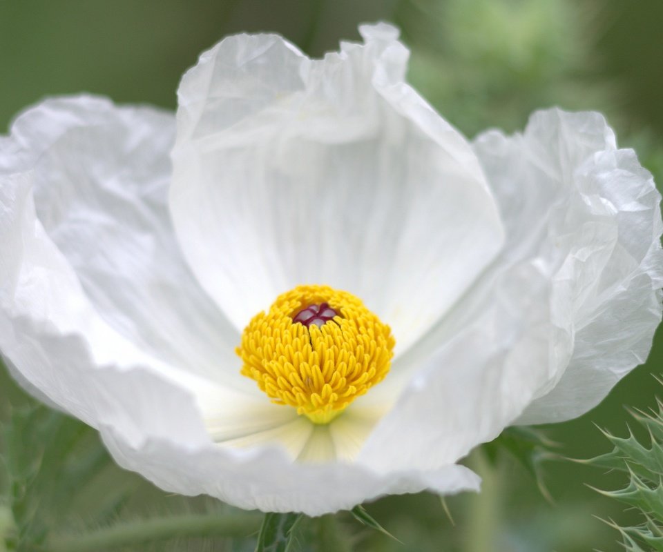 Обои макро, цветок, лепестки, белый, анемон, macro, flower, petals, white, anemone разрешение 2048x1245 Загрузить