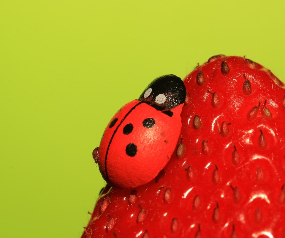 Обои насекомое, ягода, клубника, божья коровка, insect, berry, strawberry, ladybug разрешение 2048x1365 Загрузить