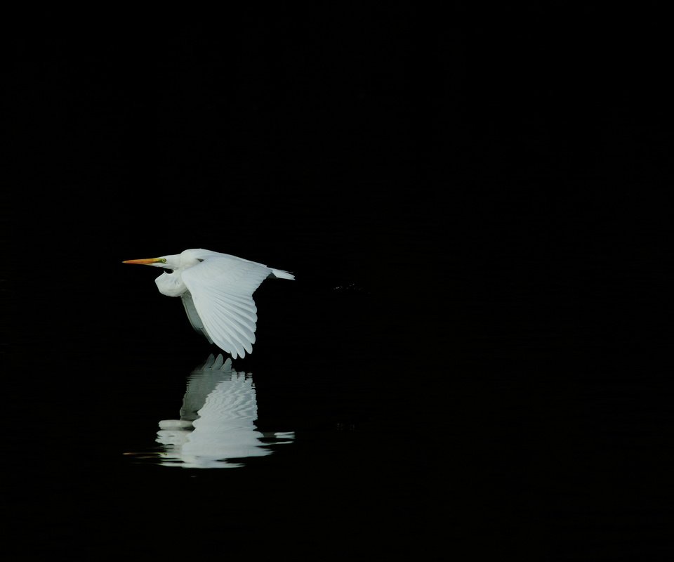 Обои отражение, полет, крылья, птица, черный фон, белая, цапля, reflection, flight, wings, bird, black background, white, heron разрешение 2048x1365 Загрузить