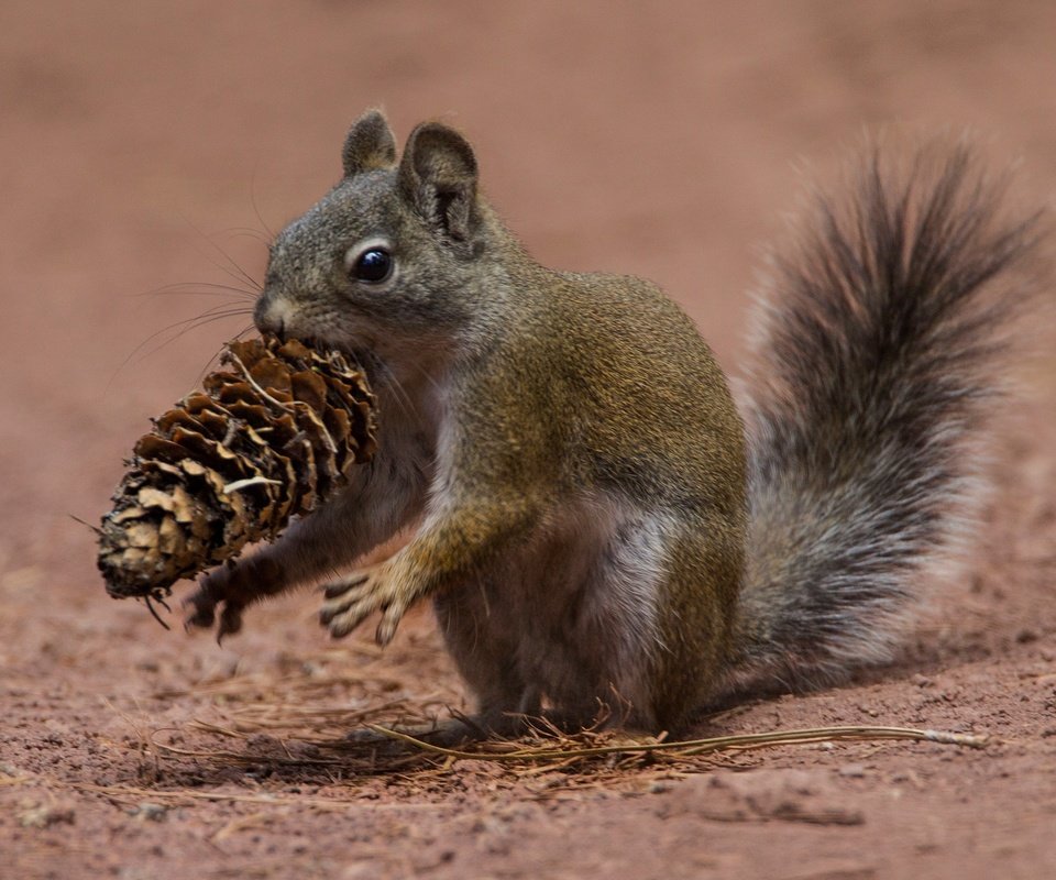 Обои ушки, шишка, белка, хвост, белочка, грызун, ears, bump, protein, tail, squirrel, rodent разрешение 2048x1332 Загрузить