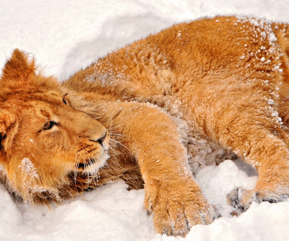 Обои морда, снег, взгляд, хищник, лев, львёнок, дикая кошка, face, snow, look, predator, leo, lion, wild cat разрешение 2560x1600 Загрузить