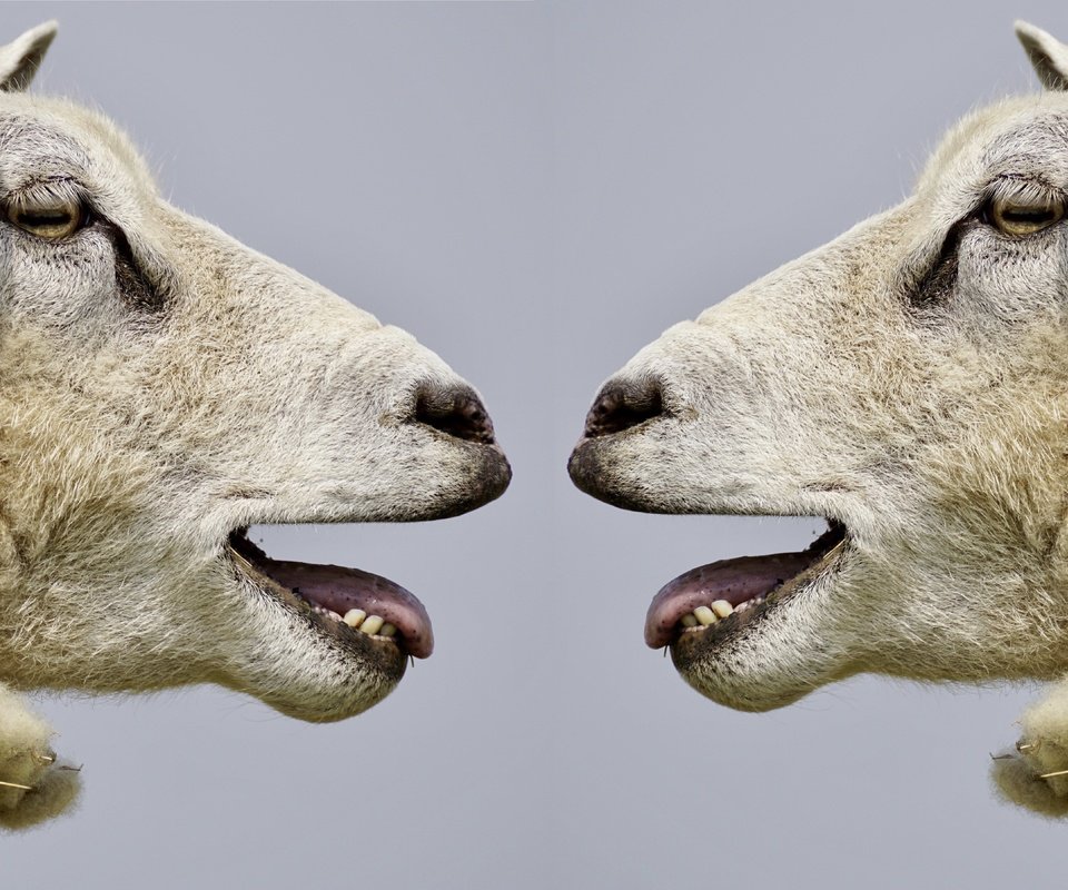 Обои профиль, овцы, голова, бараны, profile, sheep, head разрешение 6000x3607 Загрузить