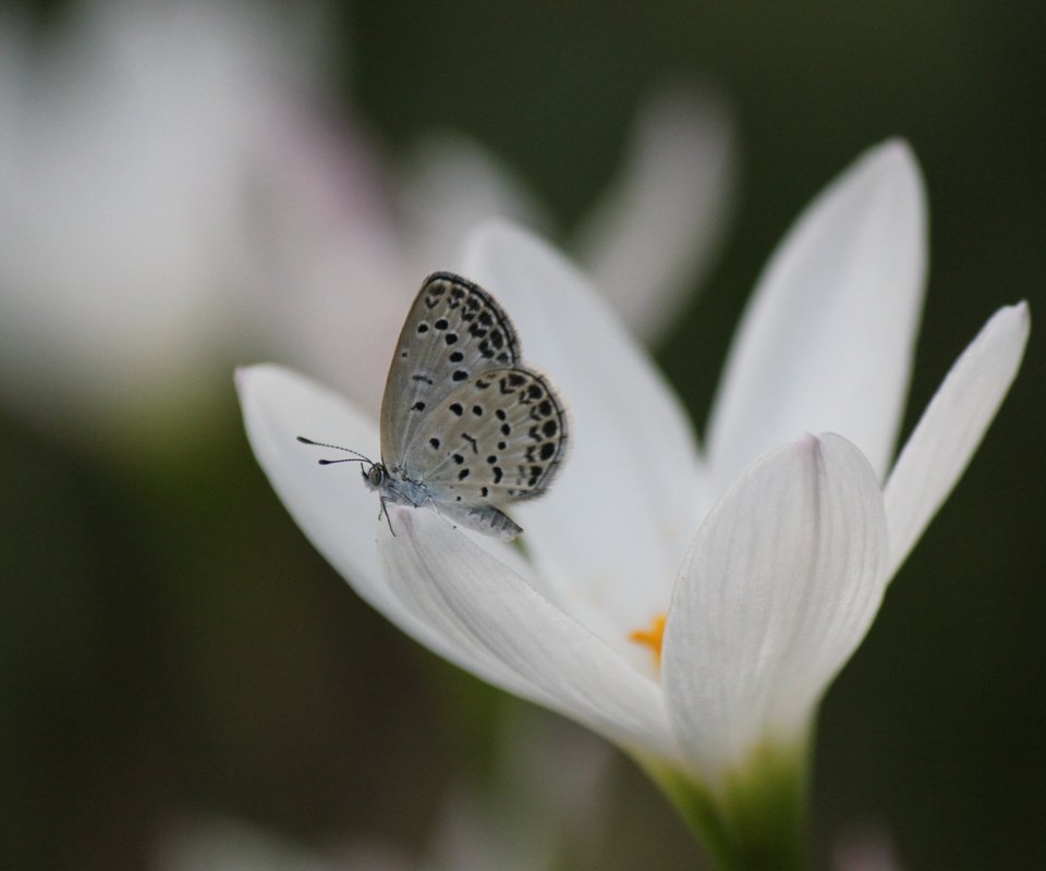 Обои насекомое, цветок, бабочка, крылья, весна, крокус, insect, flower, butterfly, wings, spring, krokus разрешение 5184x3456 Загрузить