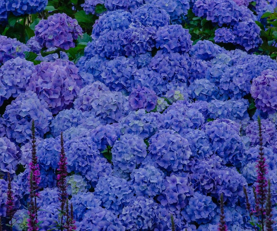 Обои цветы, голубые, соцветия, гортензия, flowers, blue, inflorescence, hydrangea разрешение 2048x1340 Загрузить