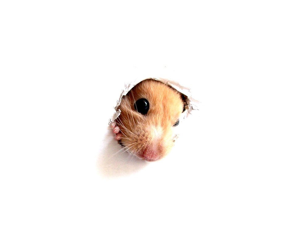 Обои мордочка, взгляд, стена, белый фон, хомяк, дырка, muzzle, look, wall, white background, hamster, hole разрешение 2560x1600 Загрузить