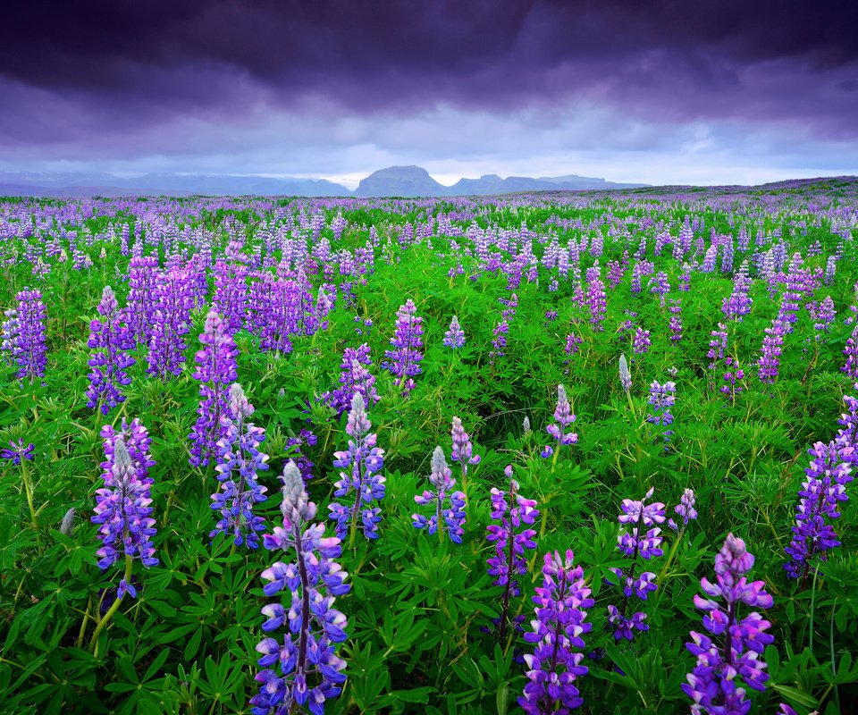 Обои небо, цветы, горы, тучи, поле, лето, исландия, люпины, the sky, flowers, mountains, clouds, field, summer, iceland, lupins разрешение 2048x1367 Загрузить