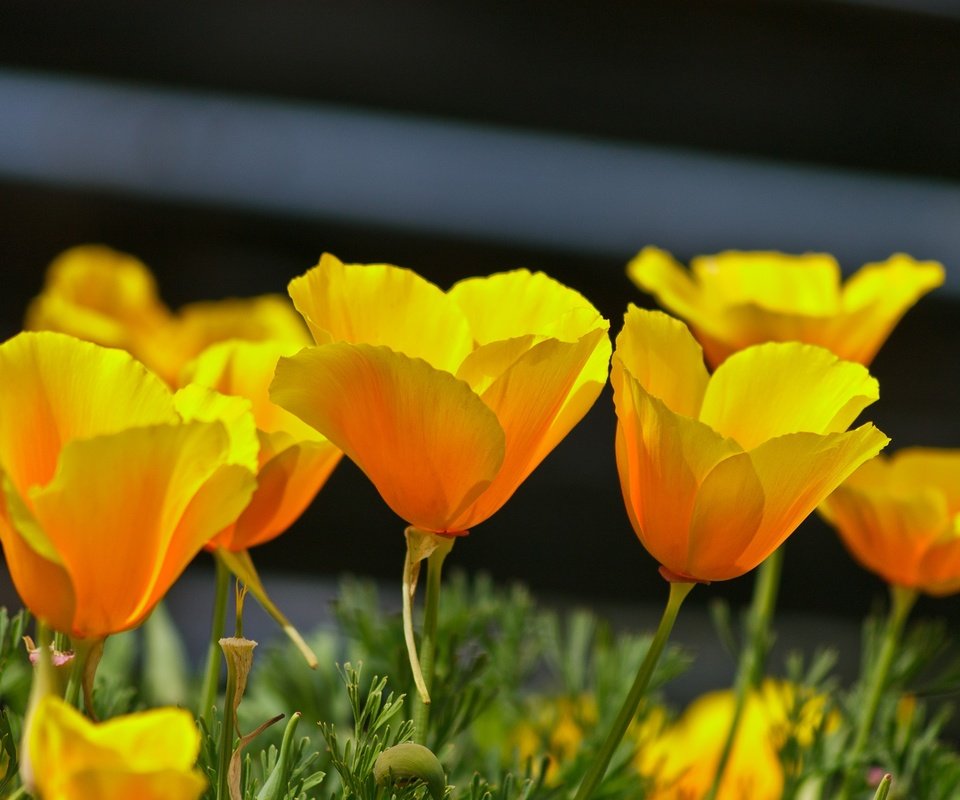 Обои цветы, лепестки, весна, эшшольция, калифорнийский мак, flowers, petals, spring, escholzia, california poppy разрешение 2136x1424 Загрузить