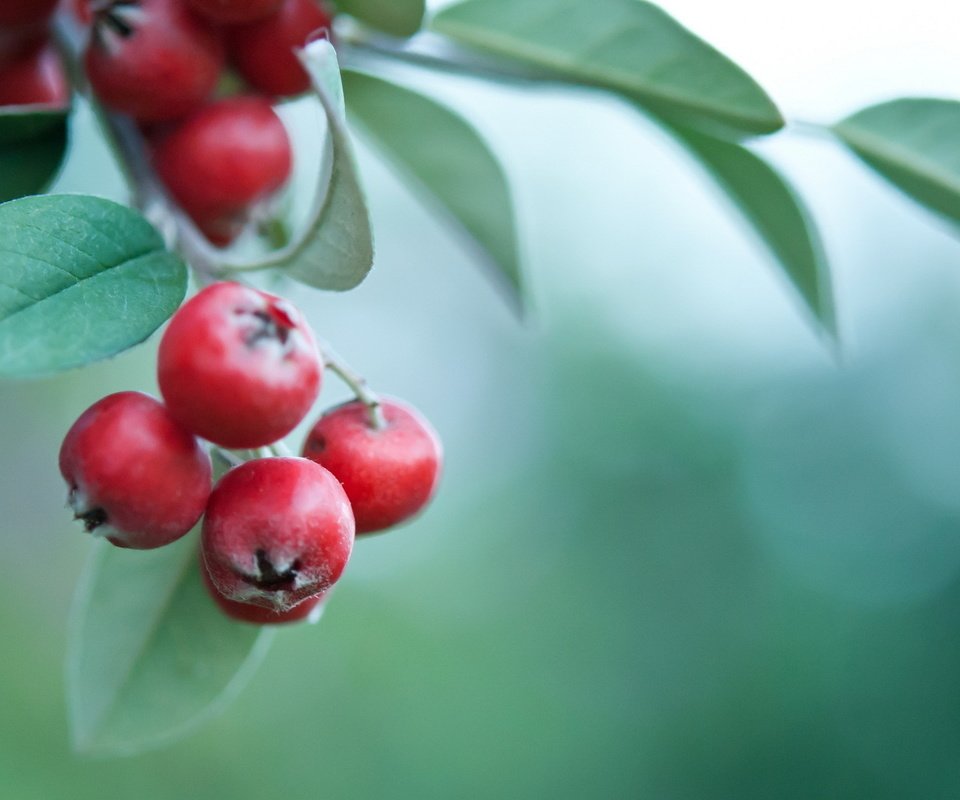 Обои ветка, листья, фон, ягоды, боярышник, branch, leaves, background, berries, hawthorn разрешение 1920x1200 Загрузить