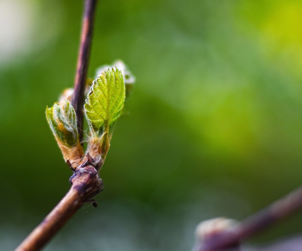 Обои ветка, природа, листья, макро, весна, зеленый лист, боке, branch, nature, leaves, macro, spring, green leaf, bokeh разрешение 5070x3380 Загрузить