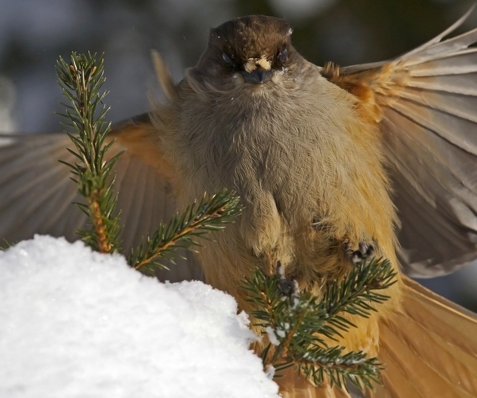 Обои ветки, крылья, птица, перья, кукша, branches, wings, bird, feathers, kuksha разрешение 1920x1200 Загрузить