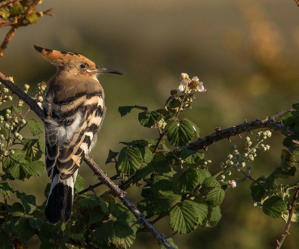 Обои ветки, птица, клюв, перья, удод, branches, bird, beak, feathers, hoopoe разрешение 2048x1365 Загрузить