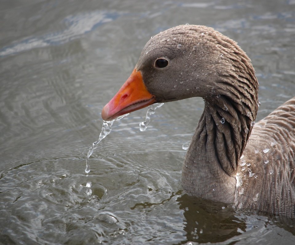 Обои вода, капли, птица, клюв, перья, гусь, water, drops, bird, beak, feathers, goose разрешение 5184x3456 Загрузить