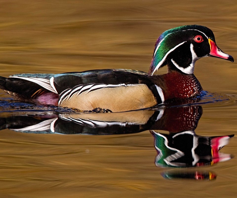 Обои вода, отражение, птица, клюв, перья, утка, каролинская утка, water, reflection, bird, beak, feathers, duck, wood duck разрешение 2048x1152 Загрузить