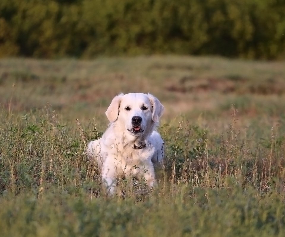 Обои трава, мордочка, взгляд, собака, золотистый ретривер, grass, muzzle, look, dog, golden retriever разрешение 1920x1280 Загрузить