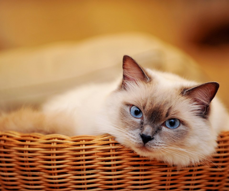 Обои кот, мордочка, усы, кошка, взгляд, корзинка, голубоглазый, cat, muzzle, mustache, look, basket, blue-eyed разрешение 3400x2263 Загрузить
