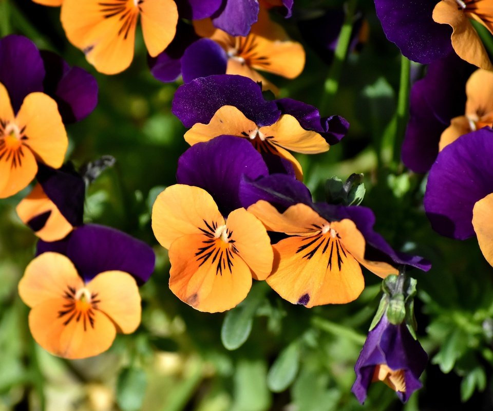 Обои цветы, анютины глазки, клумба, flowers, pansy, flowerbed разрешение 5488x3638 Загрузить