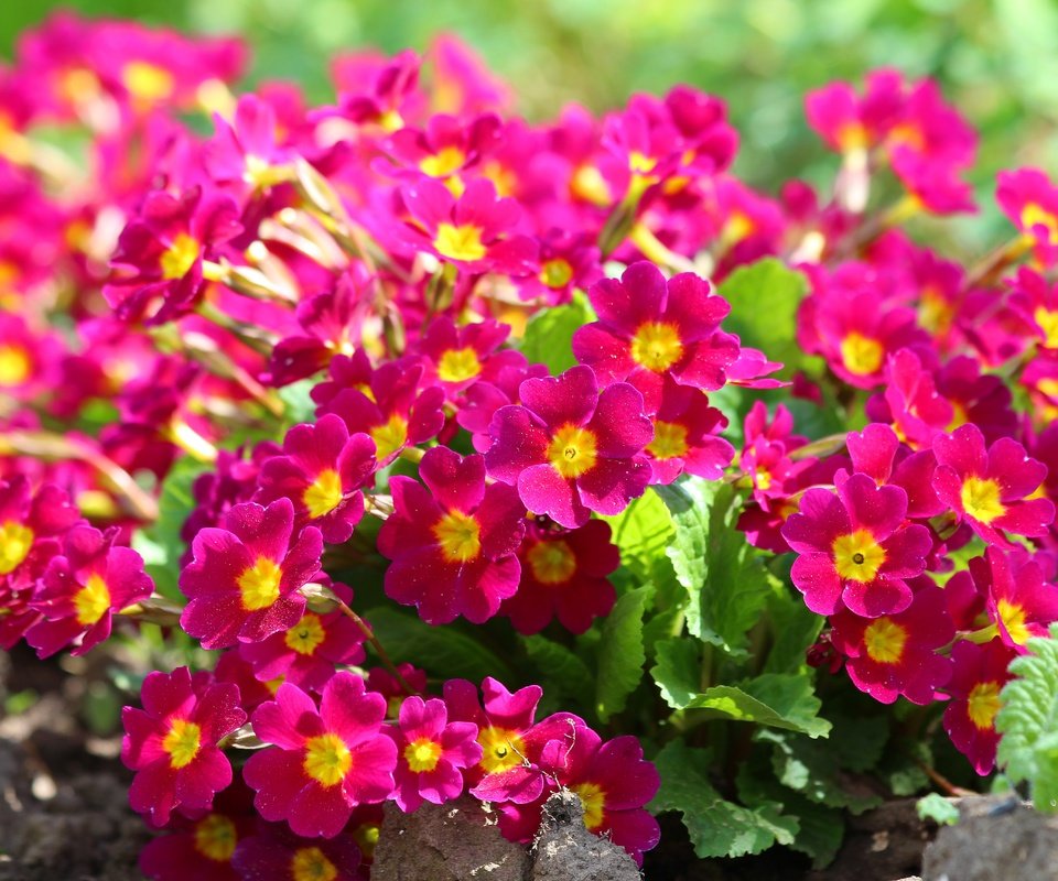 Обои цветы, листья, лепестки, примула, flowers, leaves, petals, primula разрешение 5184x3456 Загрузить