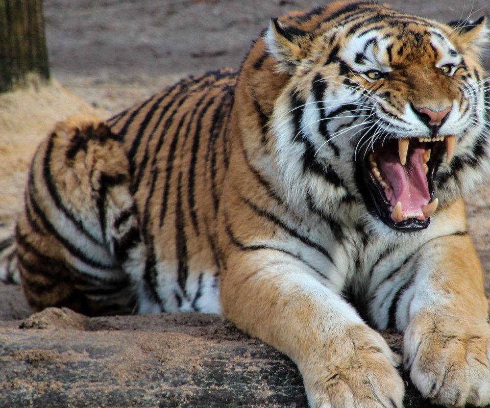 Обои тигр, морда, взгляд, хищник, оскал, дикая кошка, tiger, face, look, predator, grin, wild cat разрешение 3840x2160 Загрузить