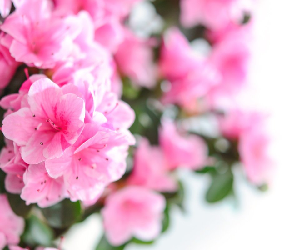 Обои цветы, лепестки, розовые, азалия, рододендрон, flowers, petals, pink, azalea, rhododendron разрешение 6000x4000 Загрузить
