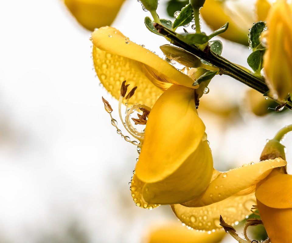 Обои ветка, макро, цветок, капли, branch, macro, flower, drops разрешение 6000x4000 Загрузить