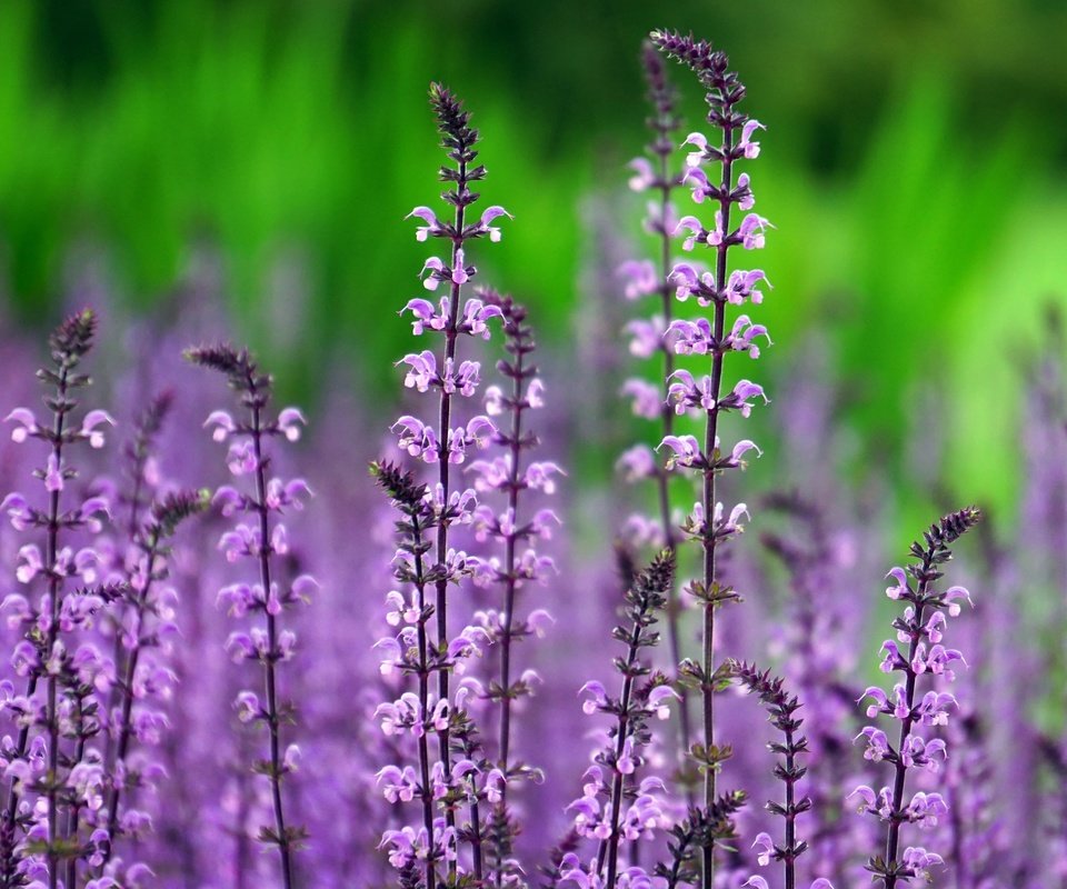 Обои цветы, стебли, полевые цветы, шалфей, flowers, stems, wildflowers, sage разрешение 6000x3376 Загрузить