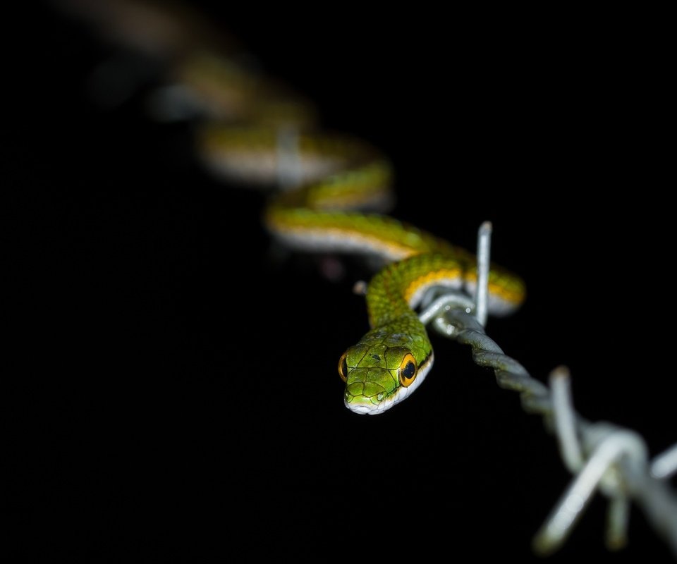 Обои природа, проволока, змея, колючая проволка, nature, wire, snake, barbed wire разрешение 1920x1200 Загрузить