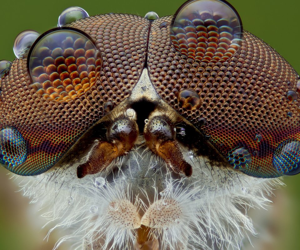 Обои глаза, макро, насекомое, фон, капли, муха, слепень, eyes, macro, insect, background, drops, fly разрешение 1920x1200 Загрузить