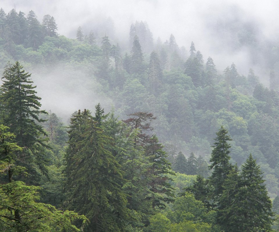 Обои деревья, горы, природа, лес, туман, национальный парк, trees, mountains, nature, forest, fog, national park разрешение 1920x1080 Загрузить