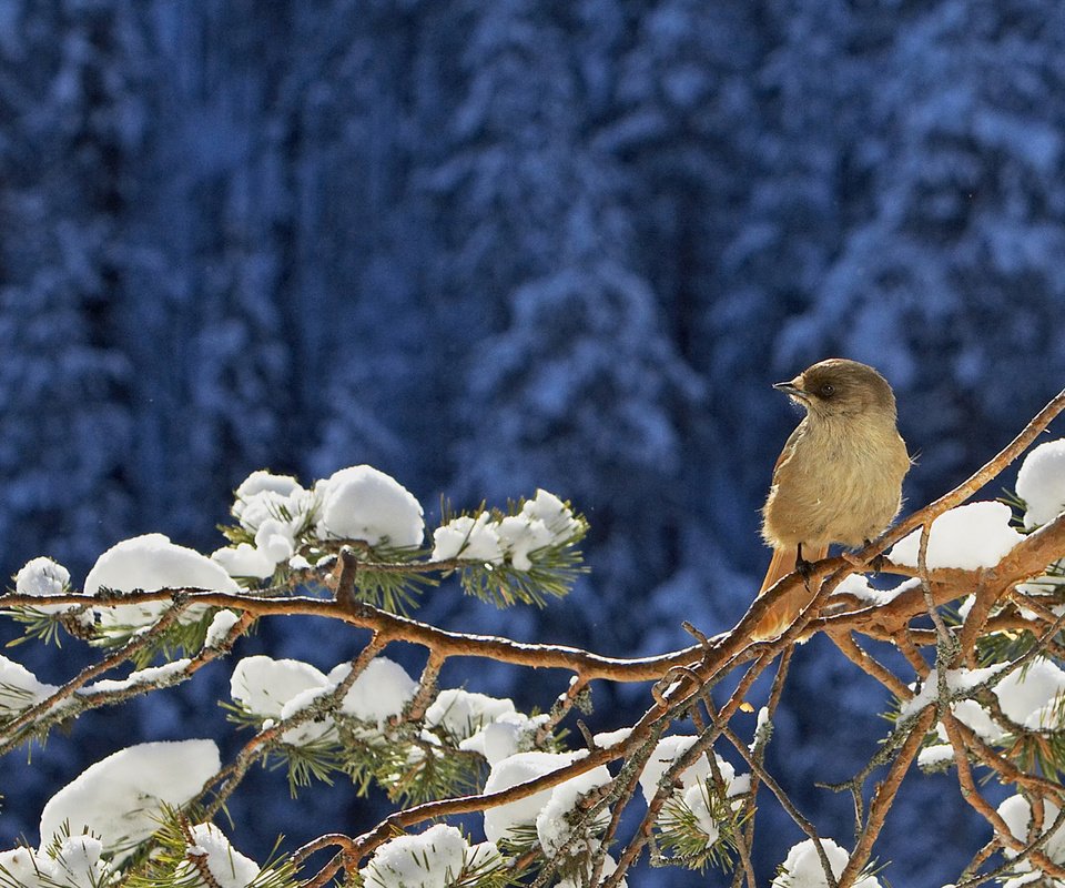 Обои снег, хвоя, зима, ветки, птица, воробей, сосна, snow, needles, winter, branches, bird, sparrow, pine разрешение 1920x1080 Загрузить