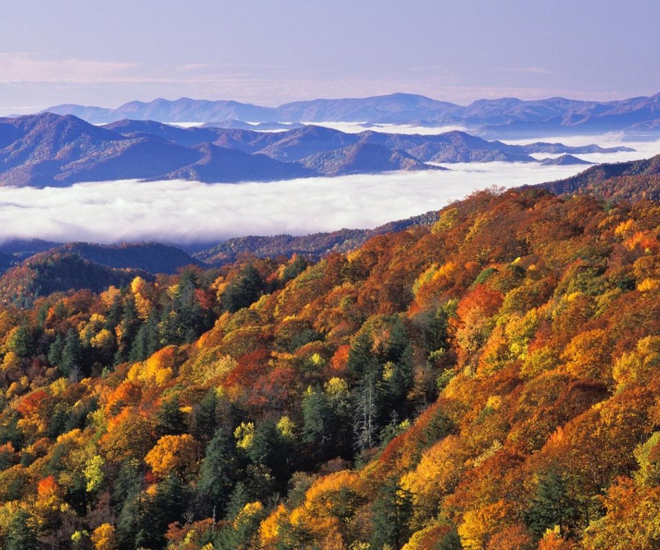 Обои деревья, горы, лес, пейзаж, осень, great smoky mountains national park, trees, mountains, forest, landscape, autumn разрешение 1920x1080 Загрузить