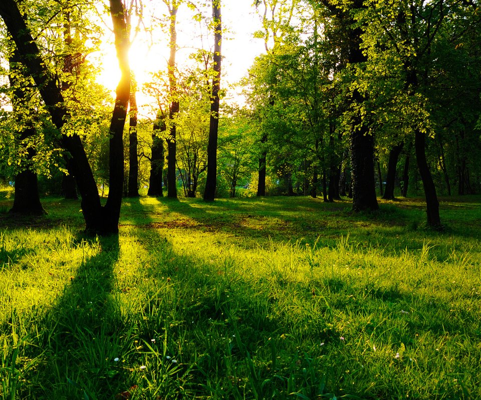 Обои трава, деревья, лес, солнечный свет, grass, trees, forest, sunlight разрешение 1920x1080 Загрузить