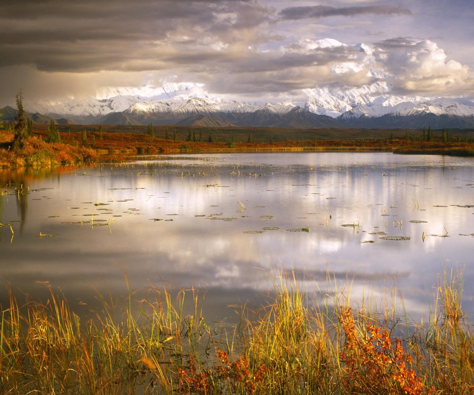 Обои трава, озеро, пасмурно, grass, lake, overcast разрешение 1920x1080 Загрузить