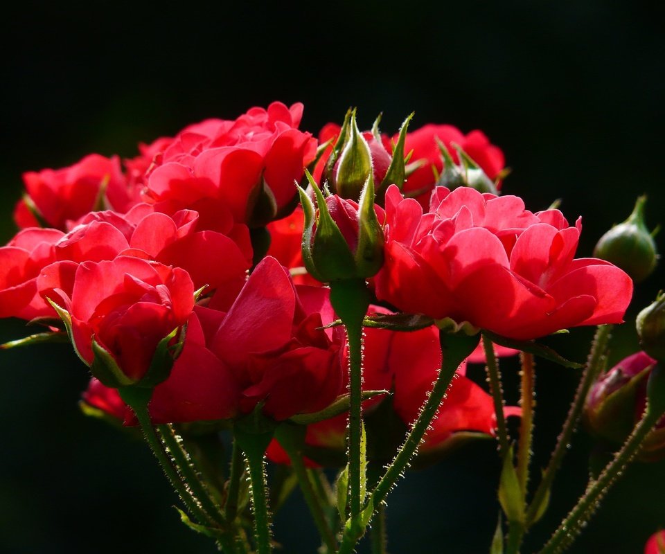 Обои цветы, бутоны, макро, розы, лепестки, красные, стебли, красные розы, flowers, buds, macro, roses, petals, red, stems, red roses разрешение 3264x2448 Загрузить