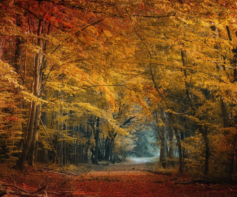 Обои деревья, природа, лес, листья, осень, trees, nature, forest, leaves, autumn разрешение 2112x1188 Загрузить