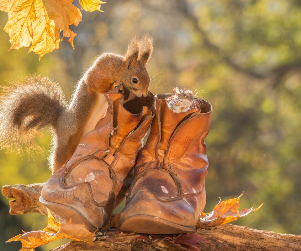 Обои листья, животные, осень, мышь, белка, ботинки, грызуны, leaves, animals, autumn, mouse, protein, shoes, rodents разрешение 2048x1365 Загрузить